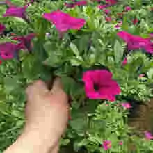 青州市好全花卉苗木种植专业合作社