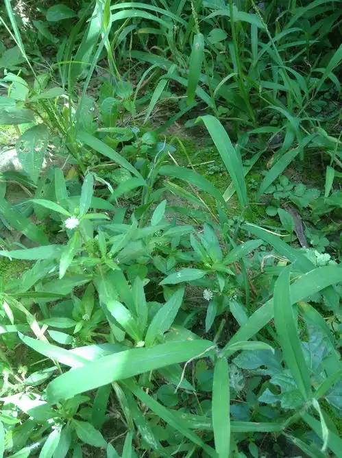 奥林匹克森林公园的花草树木