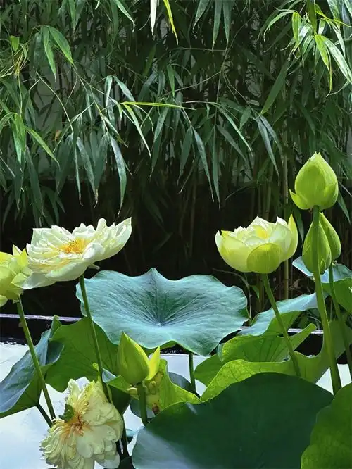 杭州西湖荷花争艳开放将好运莲莲送给每位考生