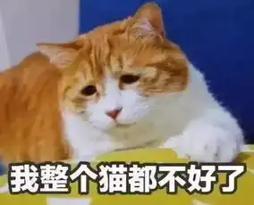 小长假秘籍猫咪寄养or家养,选对猫咪安置方式,让你安心旅游