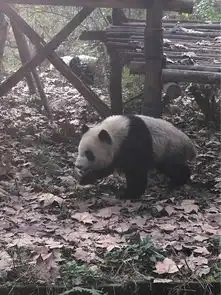 成都大熊猫繁育研究基地直通车