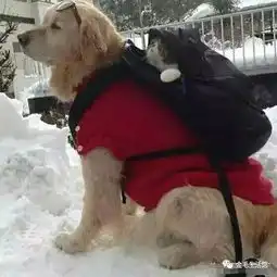 上了年纪的猫咪如今已躺在金毛的背上,生活已不能自理