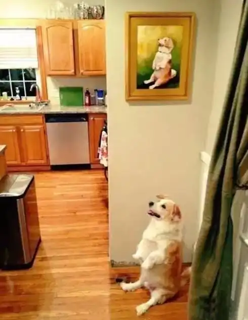 给狗狗拍照,角度真的很重要