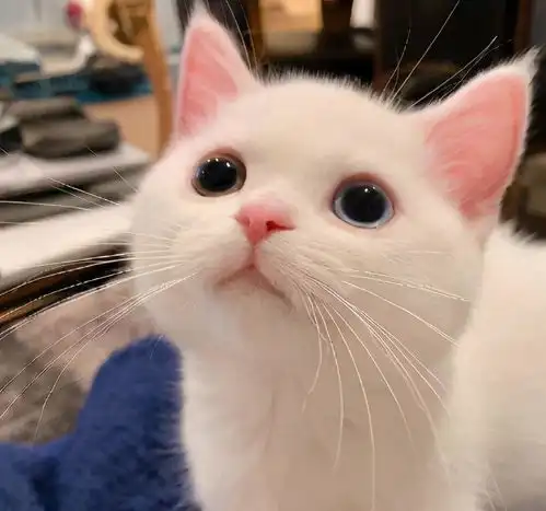 猫咪表达喜欢你的十种方式,看看你家猫咪中几条