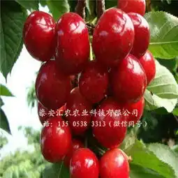 新闻珠海红蜜樱桃树苗哪里有卖欢迎您