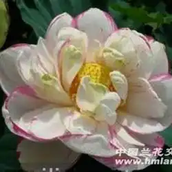 精品缸莲大洒锦