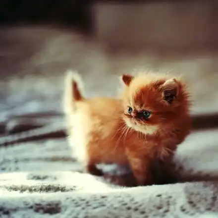 猫咪萌猫咪