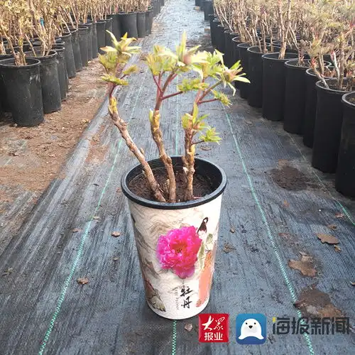 89元一盆包邮菏泽微型盆栽牡丹加速飞往全国