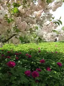 谁胜谁负洛阳牡丹pk菏泽牡丹