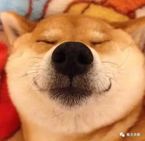 史上最全购柴攻略,看完这篇,你就知道了犬舍