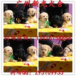广州哪里有卖纯种拉布拉多犬可送货上门广州新光正规狗场