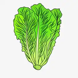 卡通手绘蔬菜大白菜图片素材其他格式下载动漫人物大全