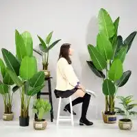 盆景求购专题中国供应商