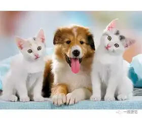 宠趣养猫的都是吃力不讨好,可我觉得被霸道总裁虐得好爽
