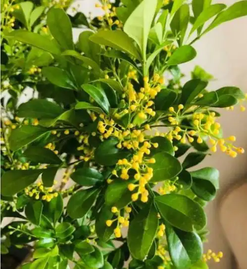 春季养此款花卉,花大服盆快,特别适合养花新手