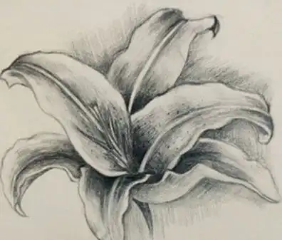 素描花朵图片简单唯美