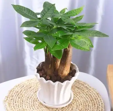 懂花的人,只养3种花,有旺财的寓意,摆在客厅最合适花友