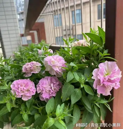 盆栽草花界的王者,花朵像牡丹,多季节开花,皮实且好养