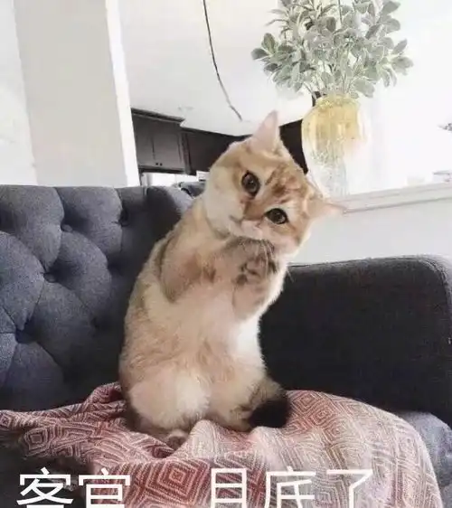 泼墨猫scrappy,你相信它曾经是只黑猫吗