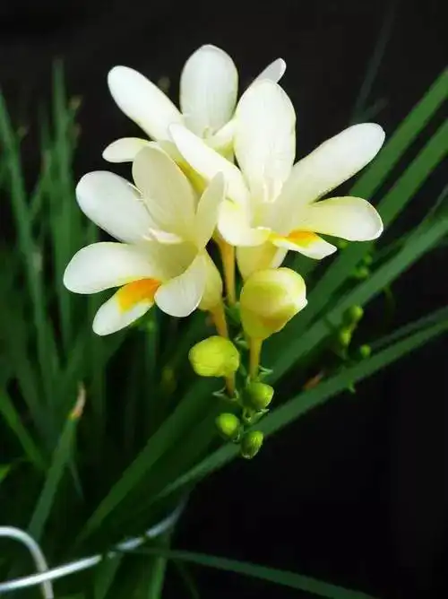 中国十大名花欣赏,大开眼界