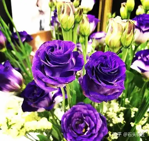 养花人都喜欢的1个品种,开花像牡丹,花色多还能做鲜切花