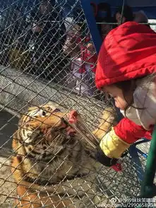过了个年而已,东北虎竟肥成球说好的百兽之王的尊严呢