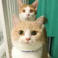 猫打哈欠的情侣头像微信头像图片大全