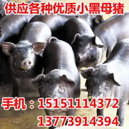 黑龙江黑猪养殖基地