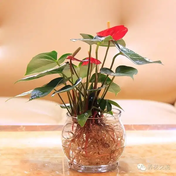 12种最适合养花新手的绿植,你会选哪个