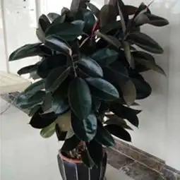 这是什么植物,室内可以养吗