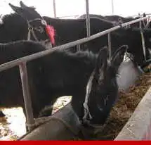 肉驴养殖养毛驴毛驴价格,毛驴养殖基地毛驴养殖