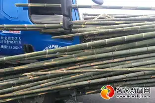 货车追尾遭竹子万箭穿心驾驶员只受皮外伤