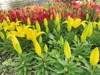 20万株万寿菊孔雀草安排上了开源节流培育花卉苗木,为美化青城做准备