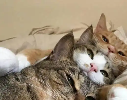 养猫后的我,只配吃食堂根本不敢点外卖,猫有的吃就不错了
