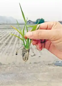 测试一个超长简介的文章
