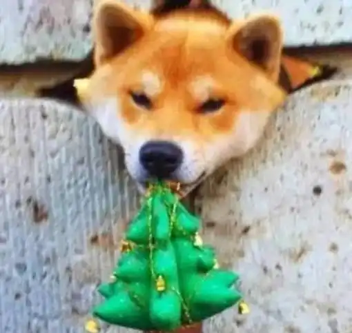 萌宠网友养了一只爱钻洞的柴犬,结果就有了下面这几张图