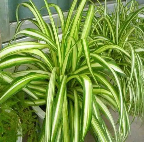 绿植吊兰橡皮树常春藤,这么水培成活率高,日常管理也省心