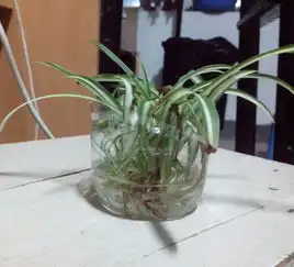 花草树木,为什么我用水养的吊兰发黄发枯啊,水是用的凉白开