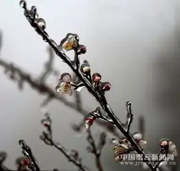 大洋出现雾淞和冰凌美景