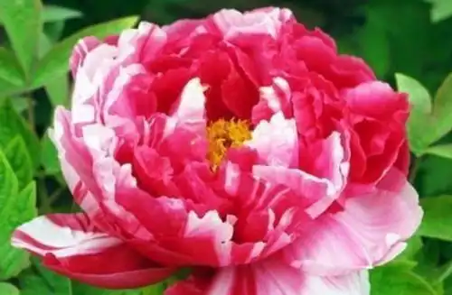四种花常年开花易爆盆,30天不浇水照样生长,一年开花不断