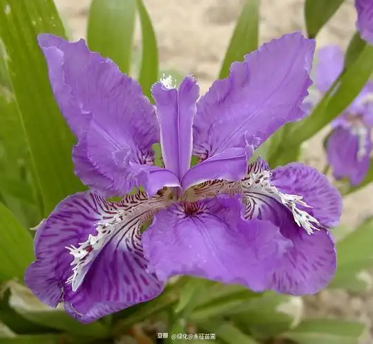 绿化永征苗圃的相册地被植物