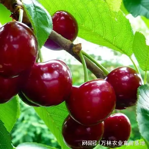 弗里斯科樱桃苗品种如何,哪里有早熟弗里斯科樱桃树苗卖