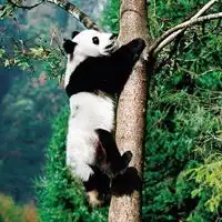 熊猫头像真实可爱图片贱萌熊猫qq头像大全