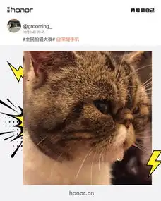 荣耀9猫咪出道大会,全世界的铲屎官都来参赛了