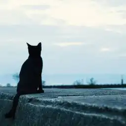 2018高清可爱猫咪头像大全超萌最火吸引人的微信动物头像