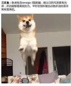 吃这些东西,能让狗狗更健康