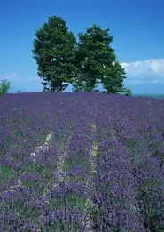 万千花卉622