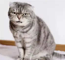 一个炫酷一个软萌霸道总裁猫搭配软萌可爱猫,这反差萌也是很迷人啦表情