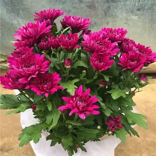 四季菊花包邮全年开大花大菊花苗盆栽庭院阳台植物玫瑰月季牡丹苗