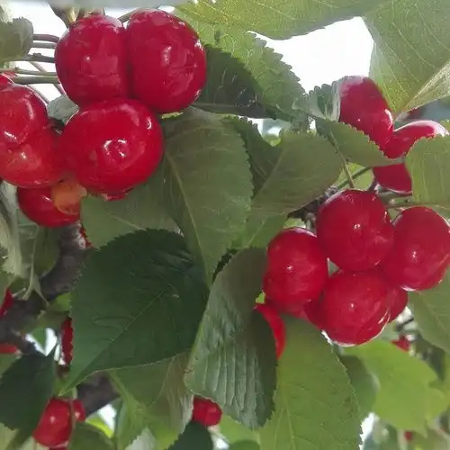 有想吃烟台大樱桃的小伙伴吗
